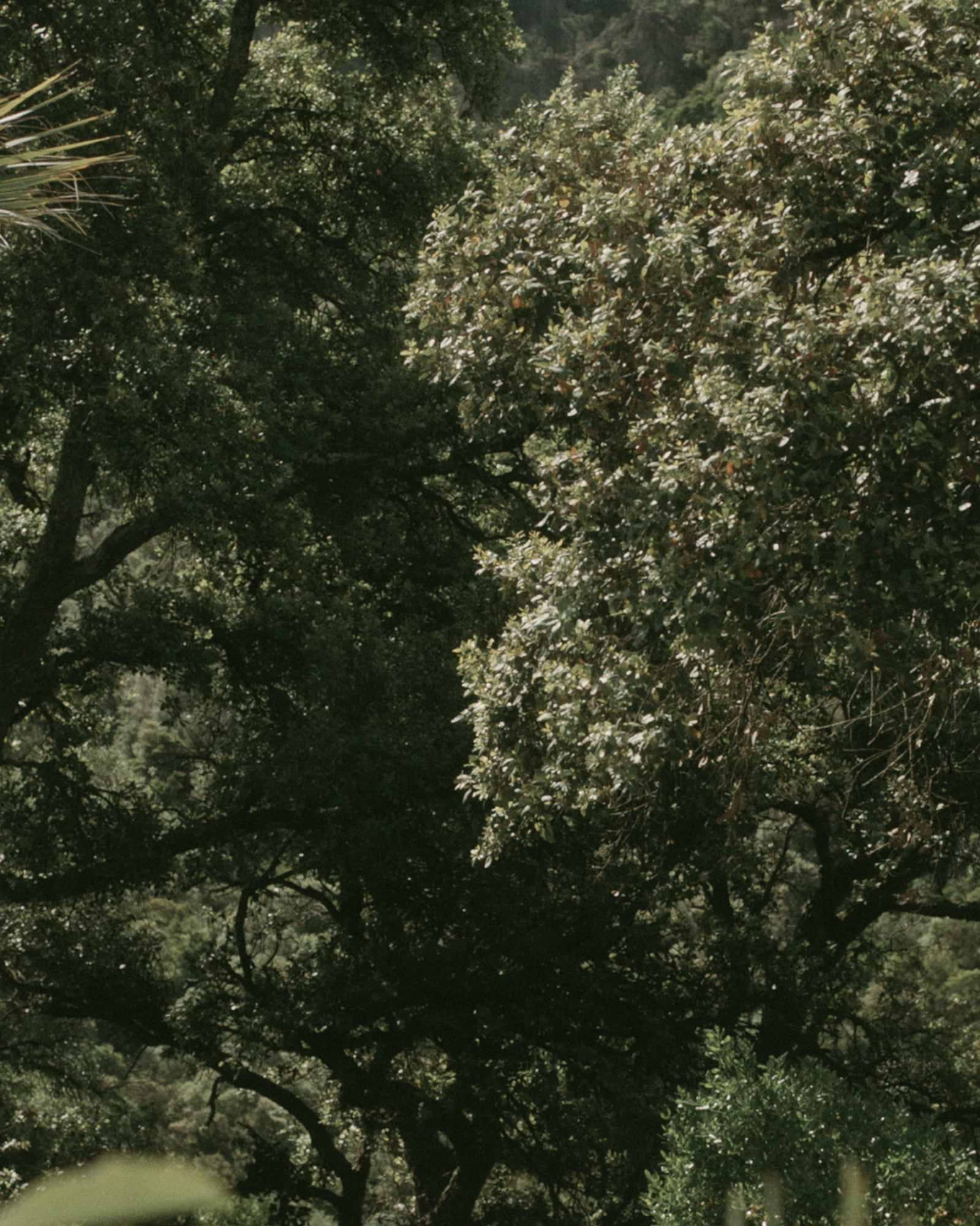 Sunlit tree branches in a green landscape
